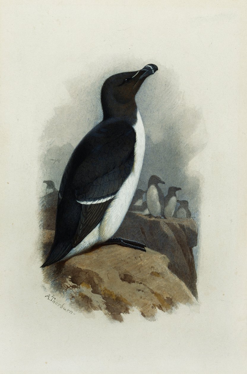 Razorbill od Archibald Thorburn