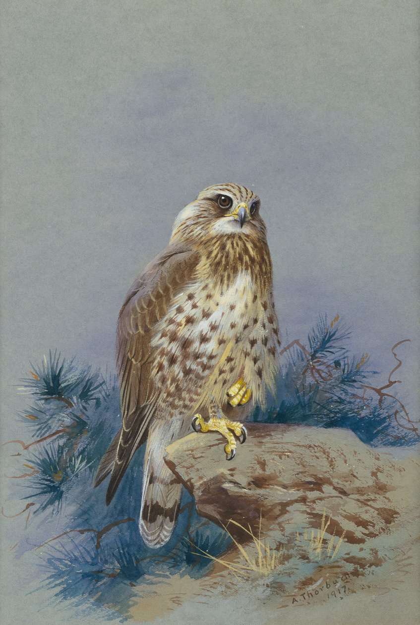 Káně drsnonohé od Archibald Thorburn