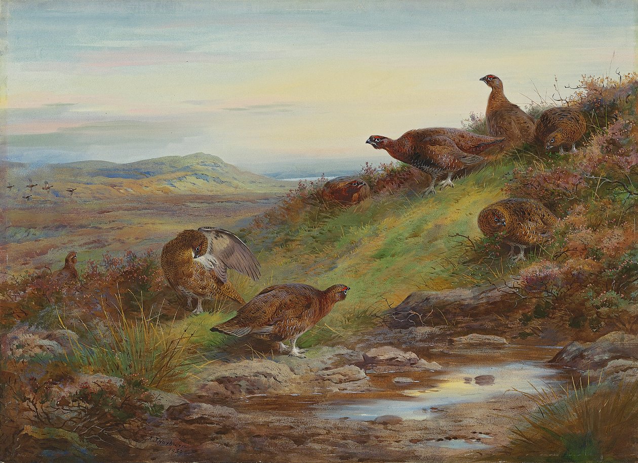 Zátoka tetřeva u pramene od Archibald Thorburn