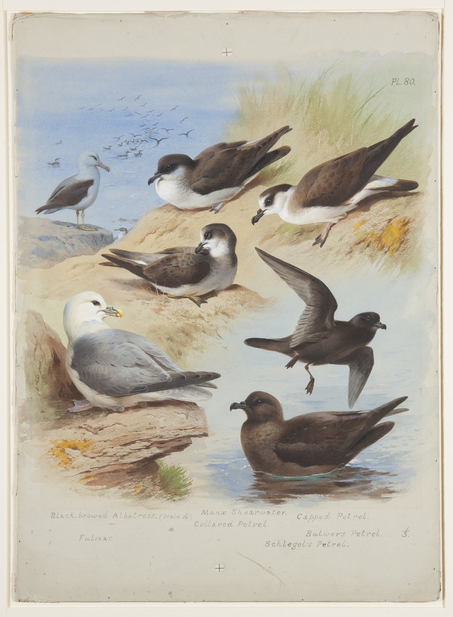 Albatros, peels, shearwater, fulmar, cca 1915 (akvarel a tělová barva přes tužku na papíře) od Archibald Thorburn