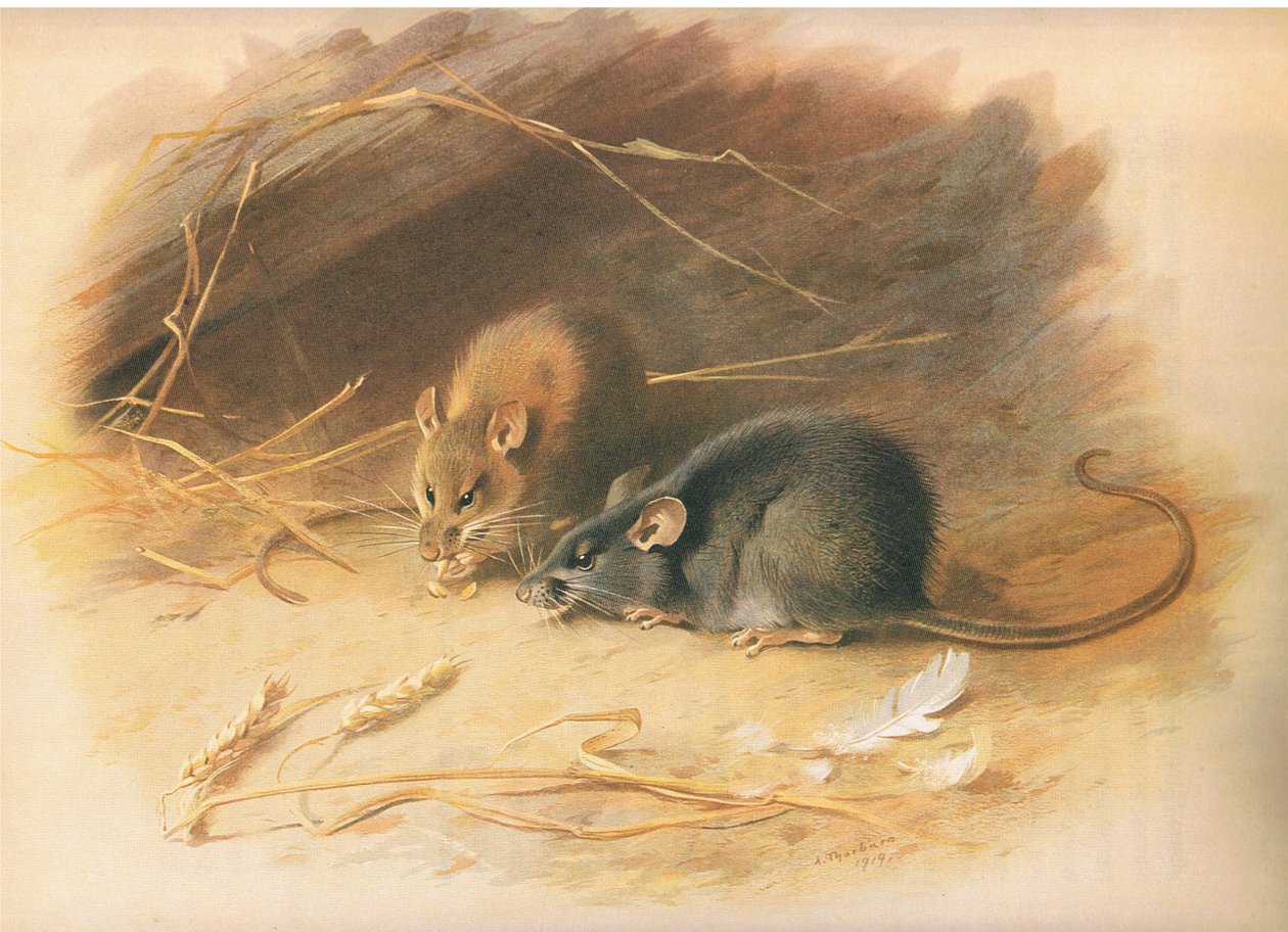 Alexandrine Rat and Black Rat, z Thorburns Mammals vydané Longmans and Co, c. 1920 od Archibald Thorburn