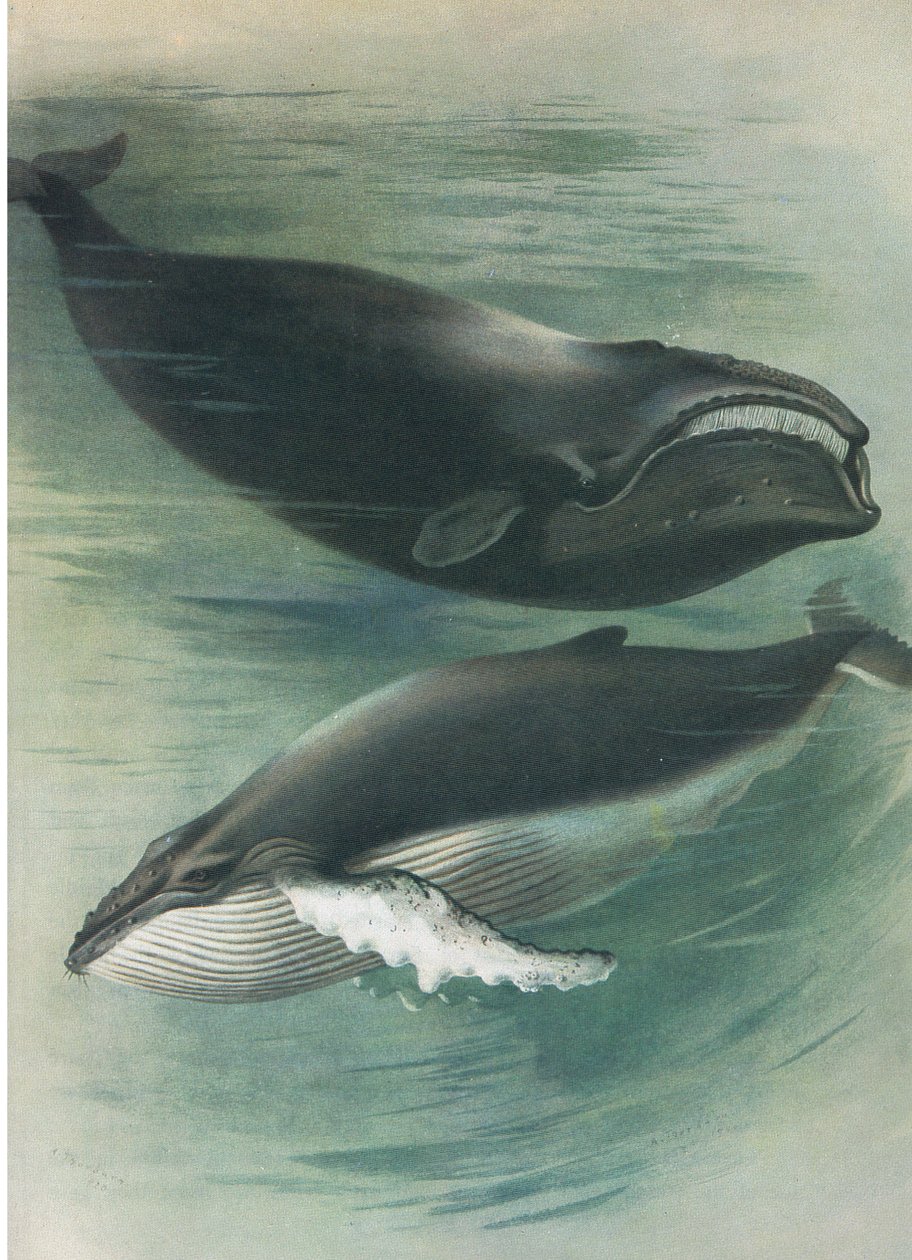 Atlantic White Whale a Humped Back Whale, z Thorburn