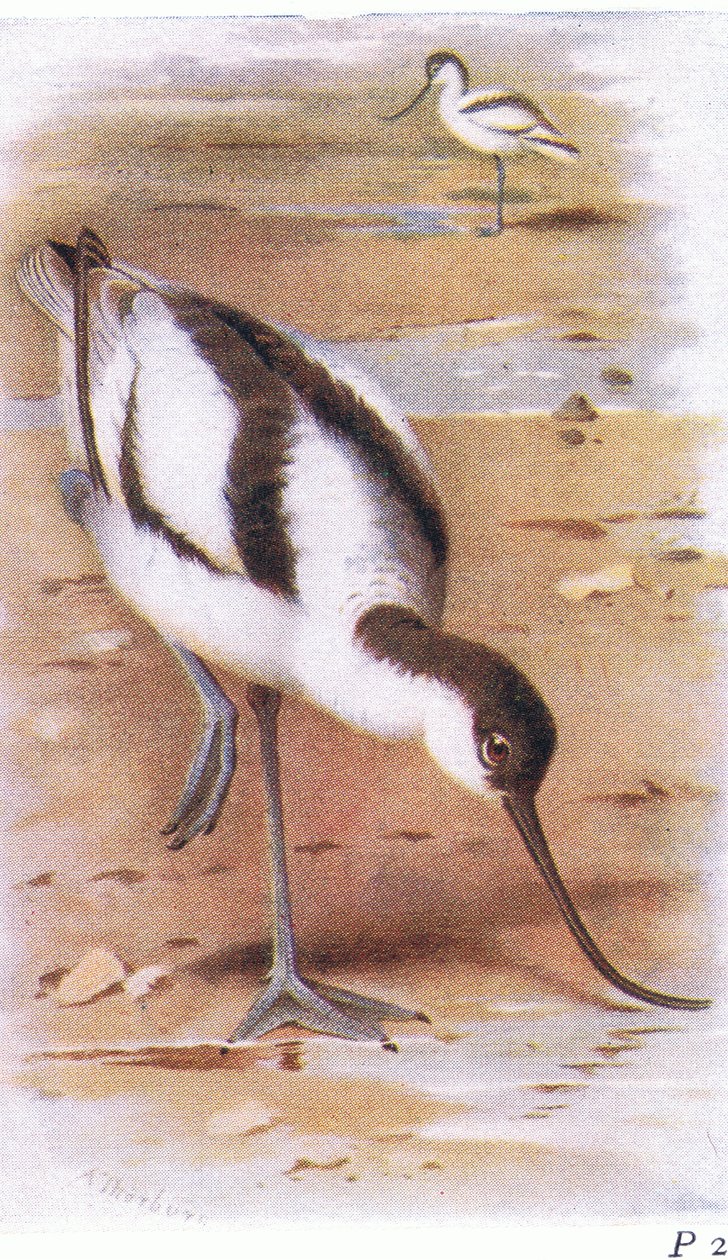Avocet, z Birds of the British Isles and Their Eggs publikoval Frederick Warne & Co Ltd, 1958 od Archibald Thorburn