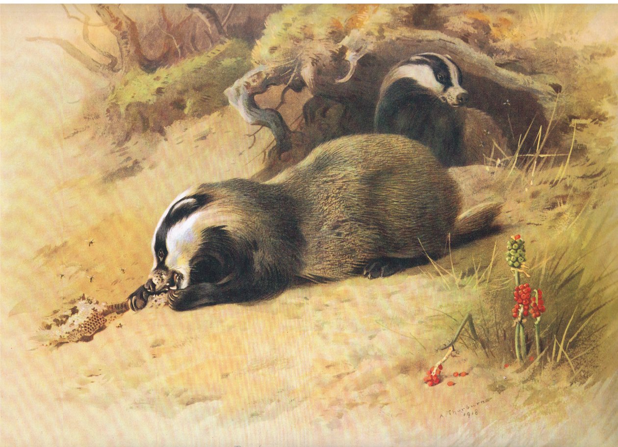 Badgers, z Thorburns Mammals vydané Longmans and Co, c. 1920 od Archibald Thorburn