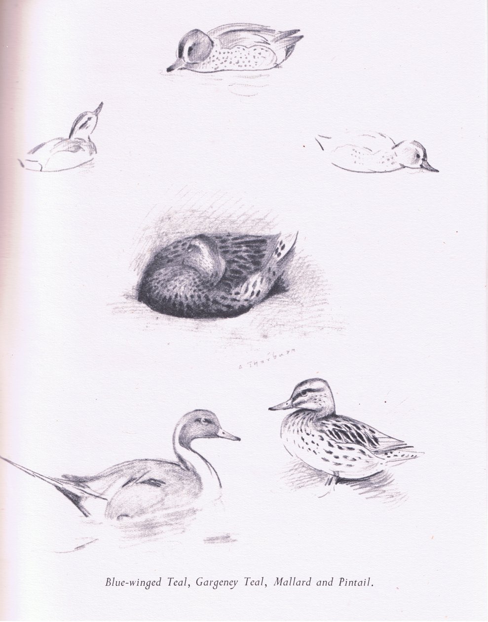 Modrá okřídlená, Garganey, Teal, Mallard a Pintail, 1938 od Archibald Thorburn