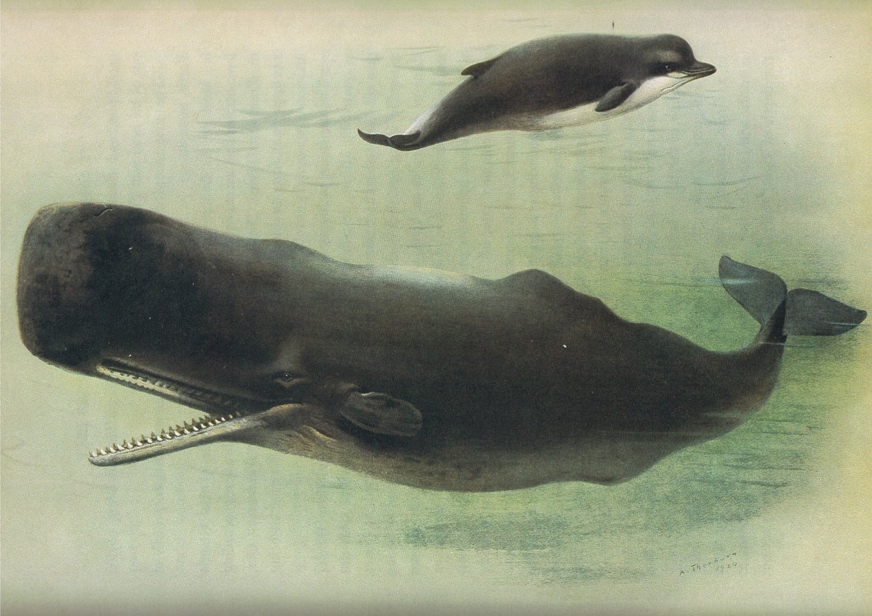 Velryba čumák a vorvaň, od Thorburns Mammals vydané Longmans and Co, c. 1920 od Archibald Thorburn