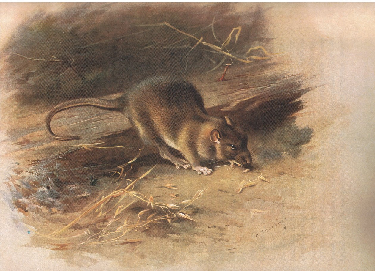 Brown Rat, z Thorburns Mammals vydané Longmans and Co, c. 1920 od Archibald Thorburn
