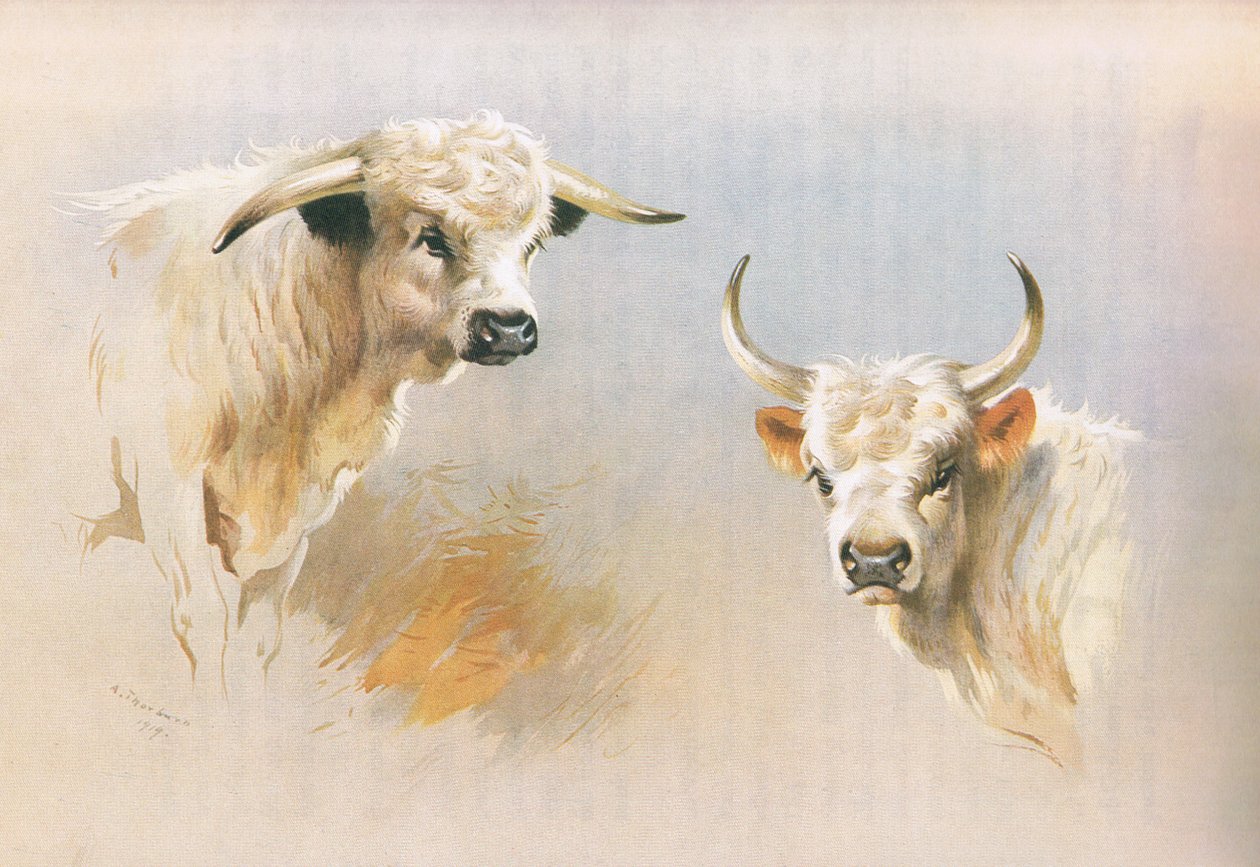 Chartley Bull a Chillingham Bull, z Thorburn