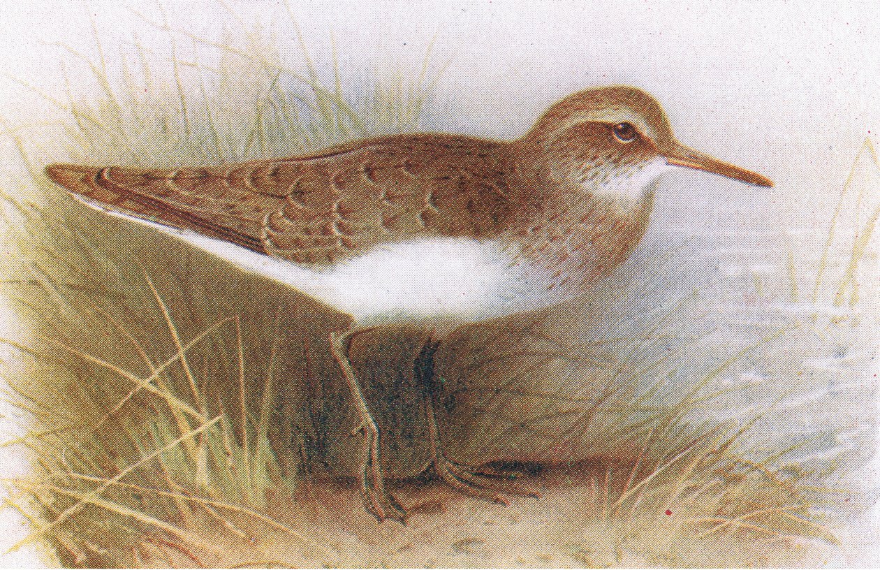 Sandpiper obecný, z Birds of the British Isles and Their Eggs, vydané Frederick Warne & Co Ltd, 1958 od Archibald Thorburn