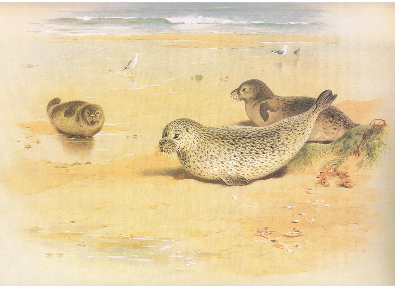 Common Seal, od Thorburns Mammals vydané Longmans and Co, c. 1920 od Archibald Thorburn