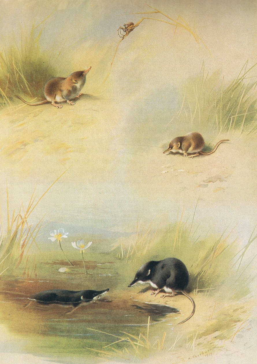 Shrew, Lesser Shrew & Water Shrew, z Thorburns Mammals vydané Longmans and Co, c. 1920 od Archibald Thorburn