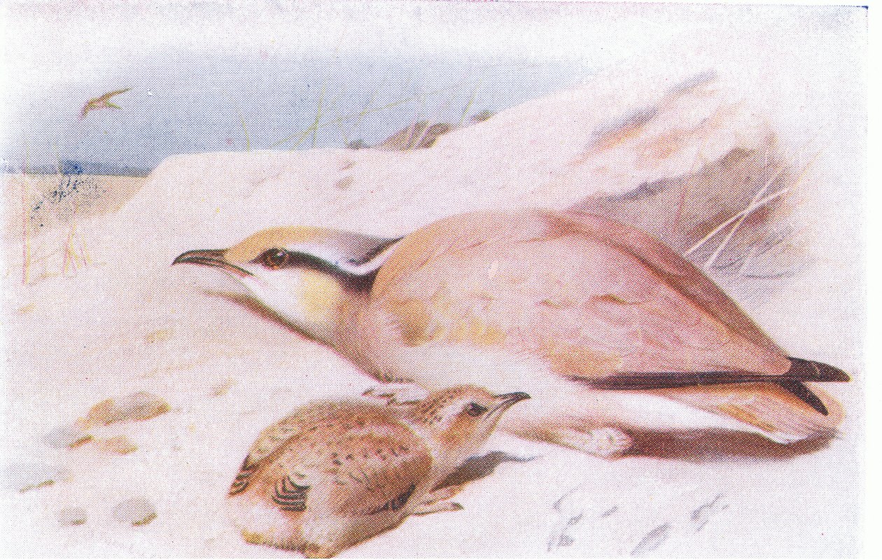 Krémově zbarvený Courser, od Birds of the British Isles and Their Eggs vydal Frederick Warne & Co Ltd, 1958 od Archibald Thorburn