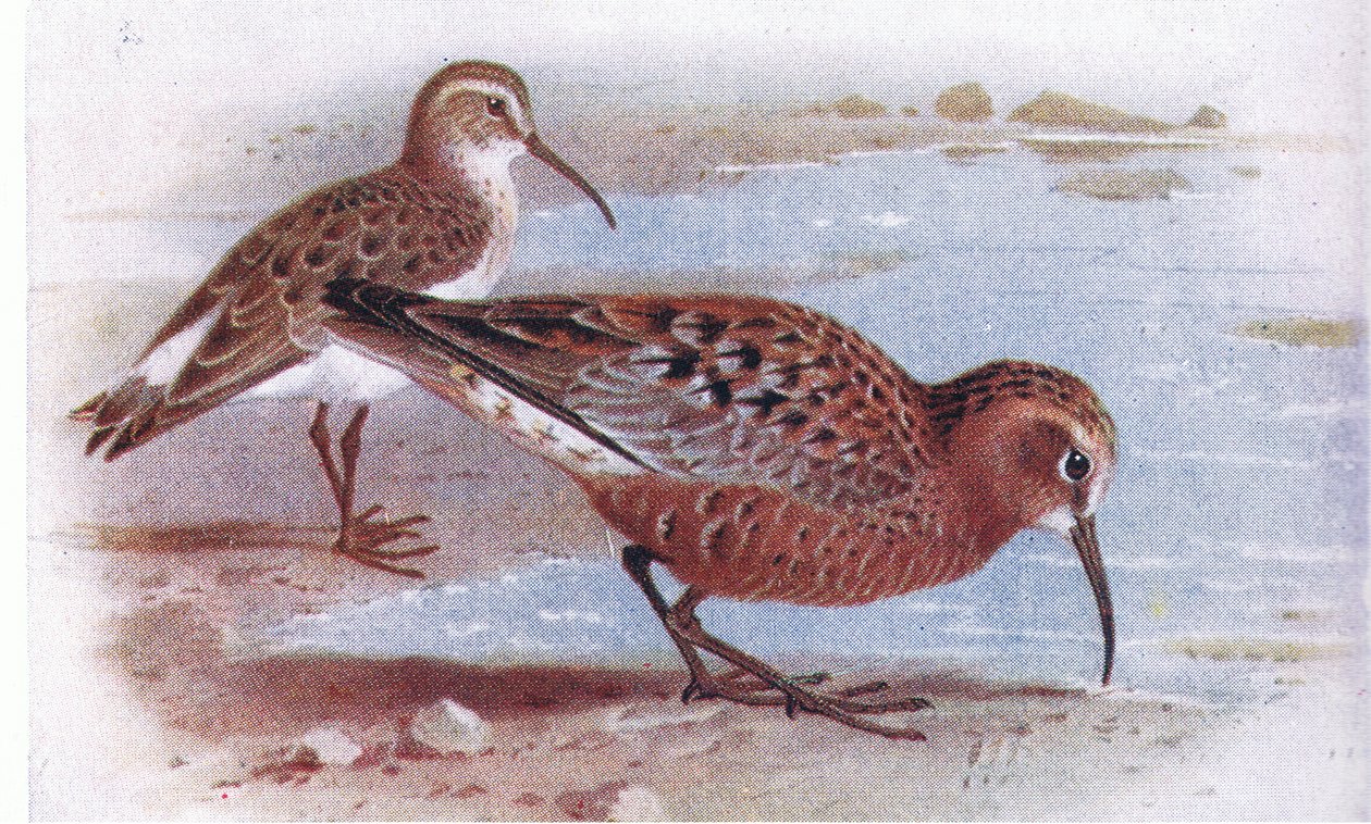 Curlew Sandpiper, z Birds of the British Isles and Their Eggs publikoval Frederick Warne & Co Ltd, 1958 od Archibald Thorburn