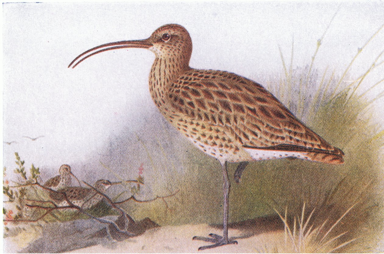 Curlew, z Birds of the British Isles and Their Eggs vydané Frederick Warne & Co Ltd, 1958 od Archibald Thorburn