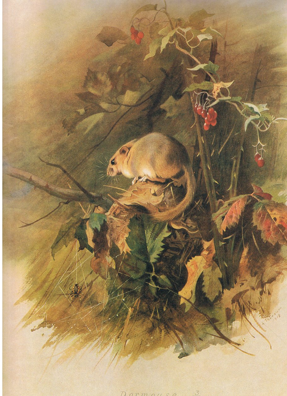Dormouse, z Thorburns Mammals vydané Longmans and Co, c. 1920 od Archibald Thorburn