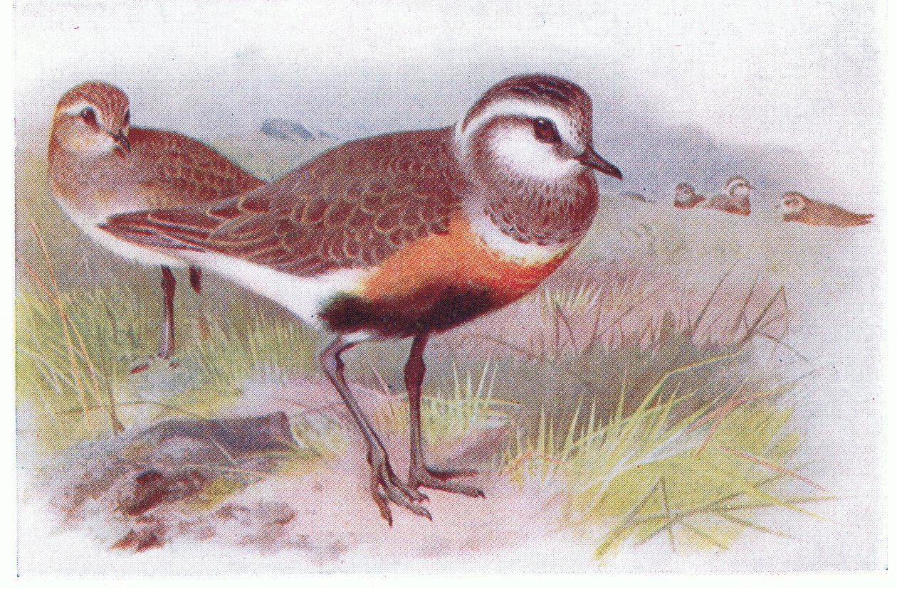 Dotterell, z Birds of the British Isles and Their Eggs vydané Frederick Warne & Co Ltd, 1958 od Archibald Thorburn