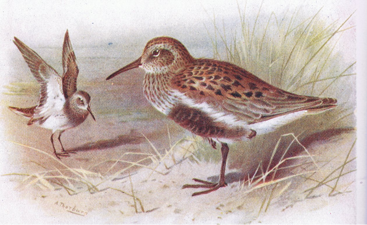 Dunlin (léto a zima), z Birds of the British Isles and Their Eggs vydané Frederick Warne & Co Ltd, 1958 od Archibald Thorburn