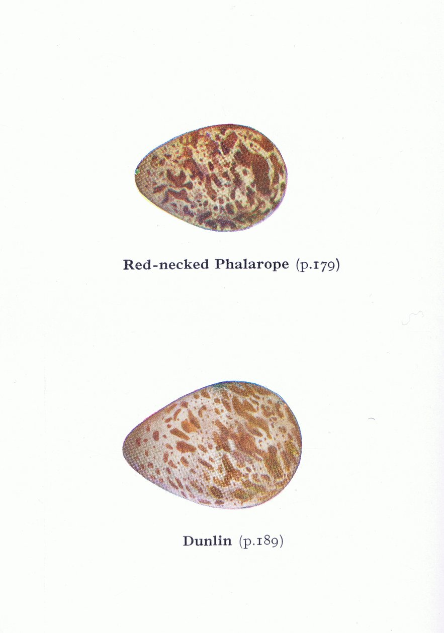 Eggs: Red Necked Phalarope and Dunlin, from Birds of the British Isles and Their Eggs vydané Frederick Warne & Co Ltd, 1958 od Archibald Thorburn