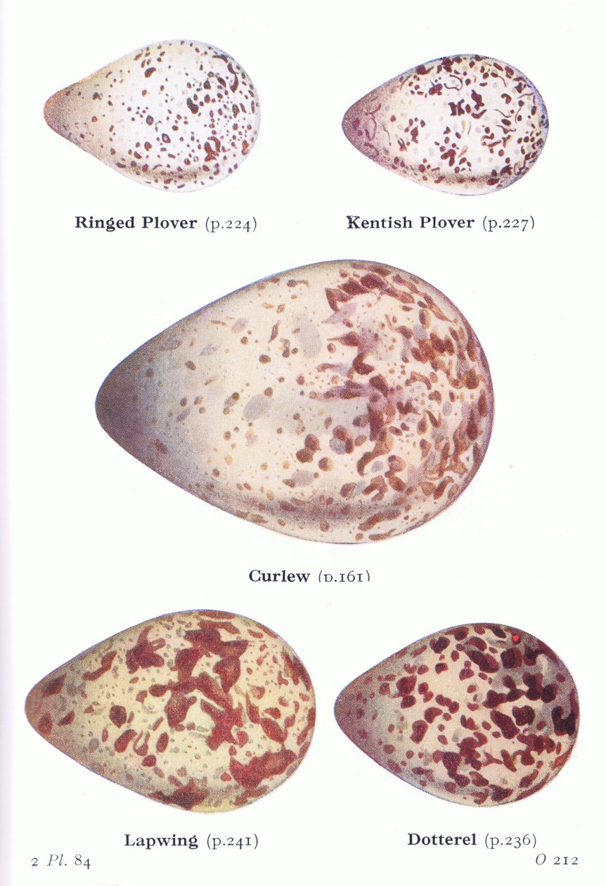 Eggs: Ring Plover, Kentish Kulík, Curlew, Lapwing, Dotterell, from Birds of the British Isles and Their Eggs vydané Frederick Warne & Co Ltd, 1958 od Archibald Thorburn