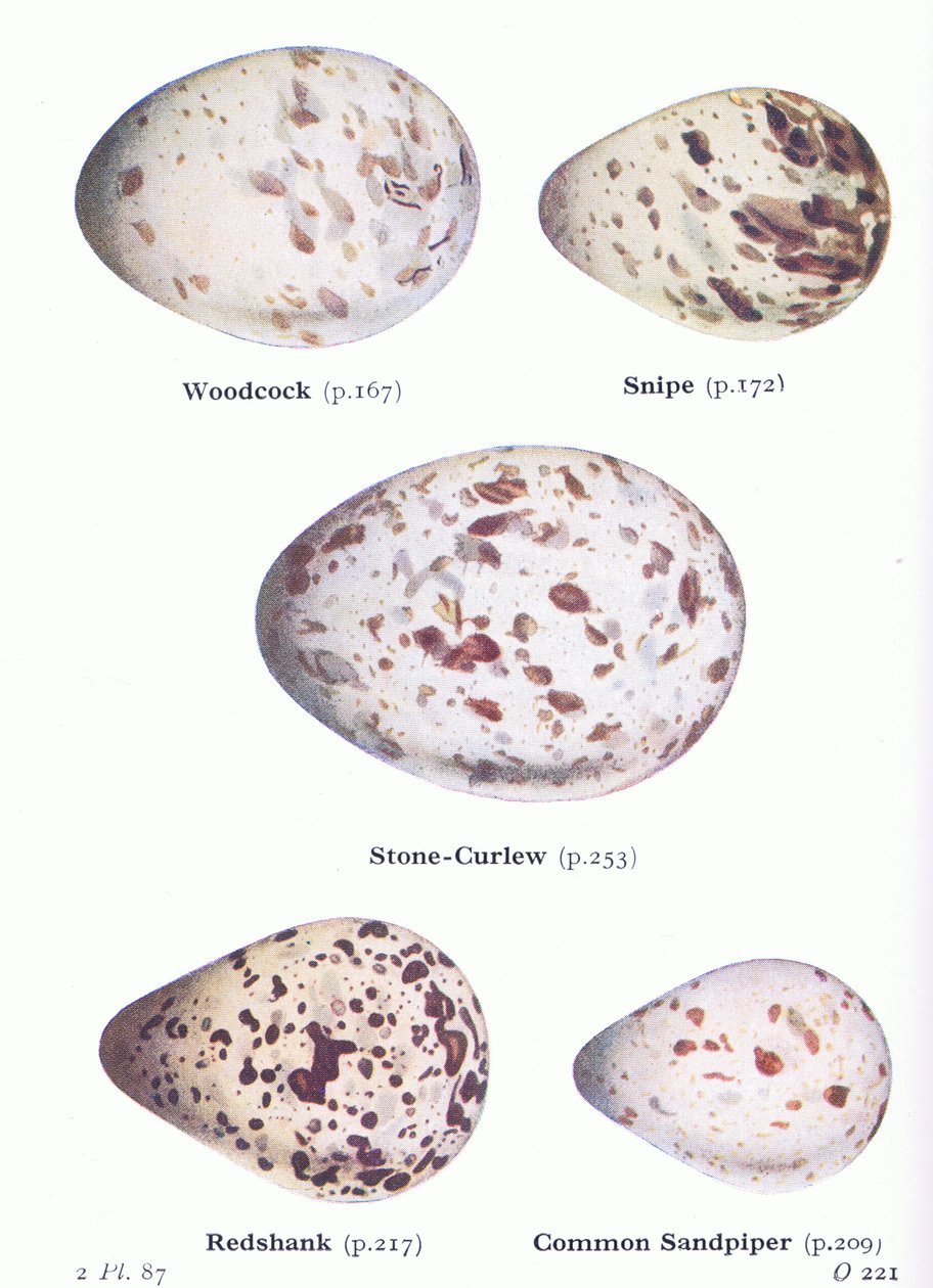 Vejce: sluka lesní; Snipe, Stone Curlew, Redshank, Common Sandpiper, from Birds of the British Isles and Their Eggs, vydané Frederick Warne & Co Ltd, 1958 od Archibald Thorburn