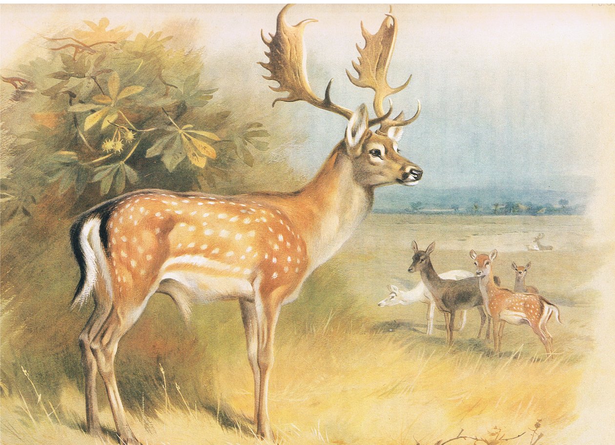 Daněk, z Thorburns Mammals vydané Longmans and Co, c. 1920 od Archibald Thorburn