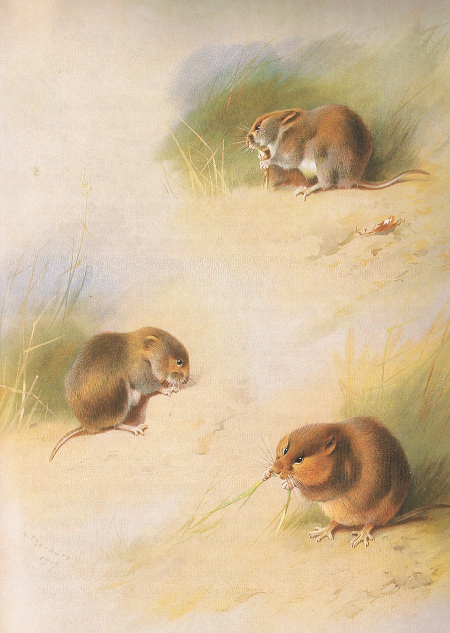 Field Vole, Bank Vole a Orkney Vole, od Thorburns Mammals vydané Longmans and Co, c. 1920 od Archibald Thorburn