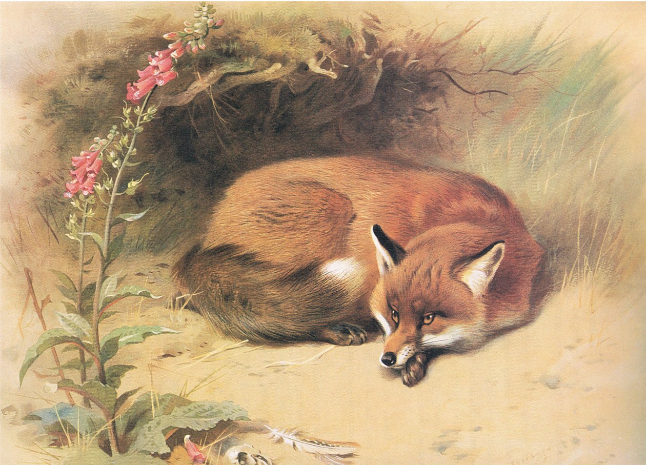 Fox with Foxgloves, od Thorburns Mammals vydané Longmans and Co, c. 1920 od Archibald Thorburn