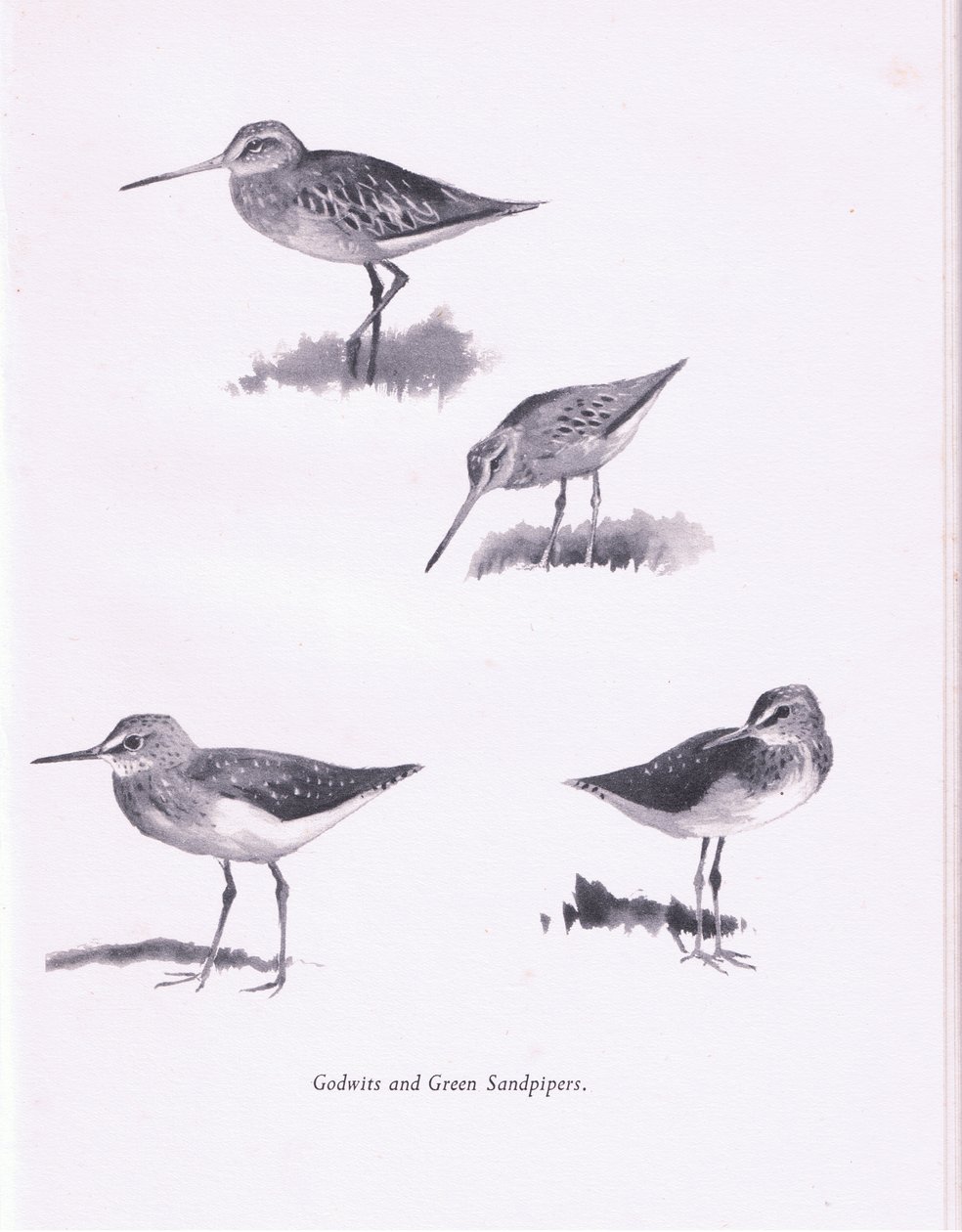 Godwits and Green Sandpipers, 1938 od Archibald Thorburn