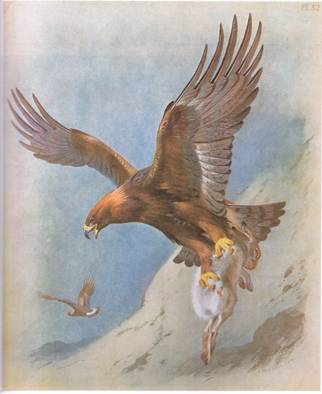 Zlatý orel a horský zajíc, nakladatelství Book Club Associates, 1972 od Archibald Thorburn