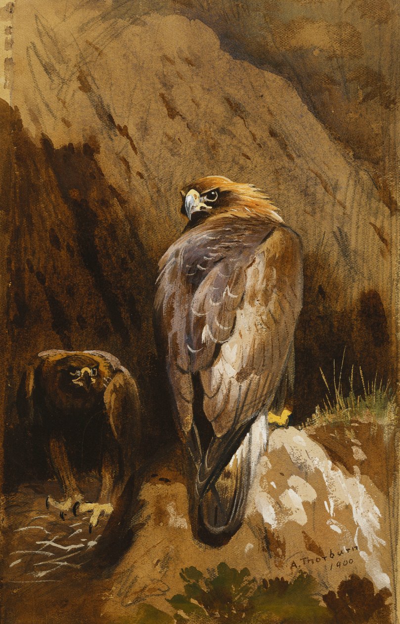 Zlatí orli v jejich hnízdě od Archibald Thorburn