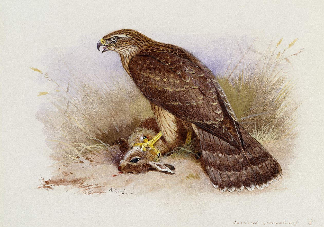 Jestřáb od Archibald Thorburn