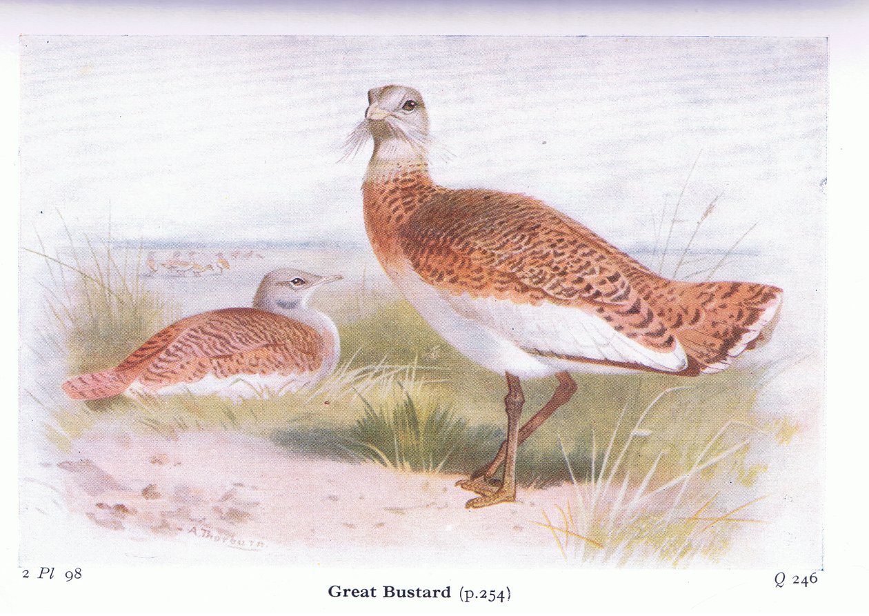 Drop velký, z Birds of the British Isles and Their Eggs vydal Frederick Warne & Co Ltd, 1958 od Archibald Thorburn