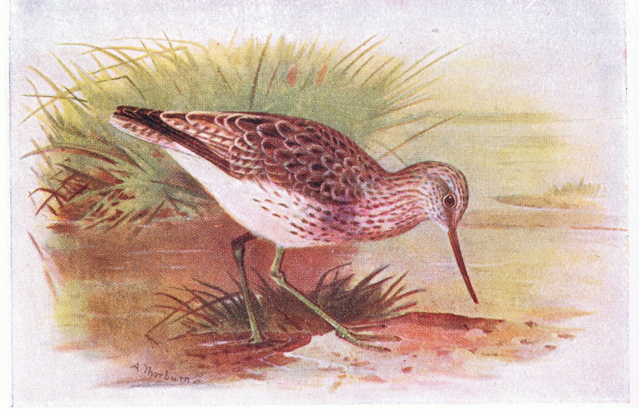 Greenshank, z knihy Birds of the British Isles and Their Eggs vydané nakladatelstvím Frederick Warne & Co Ltd, 1958 od Archibald Thorburn