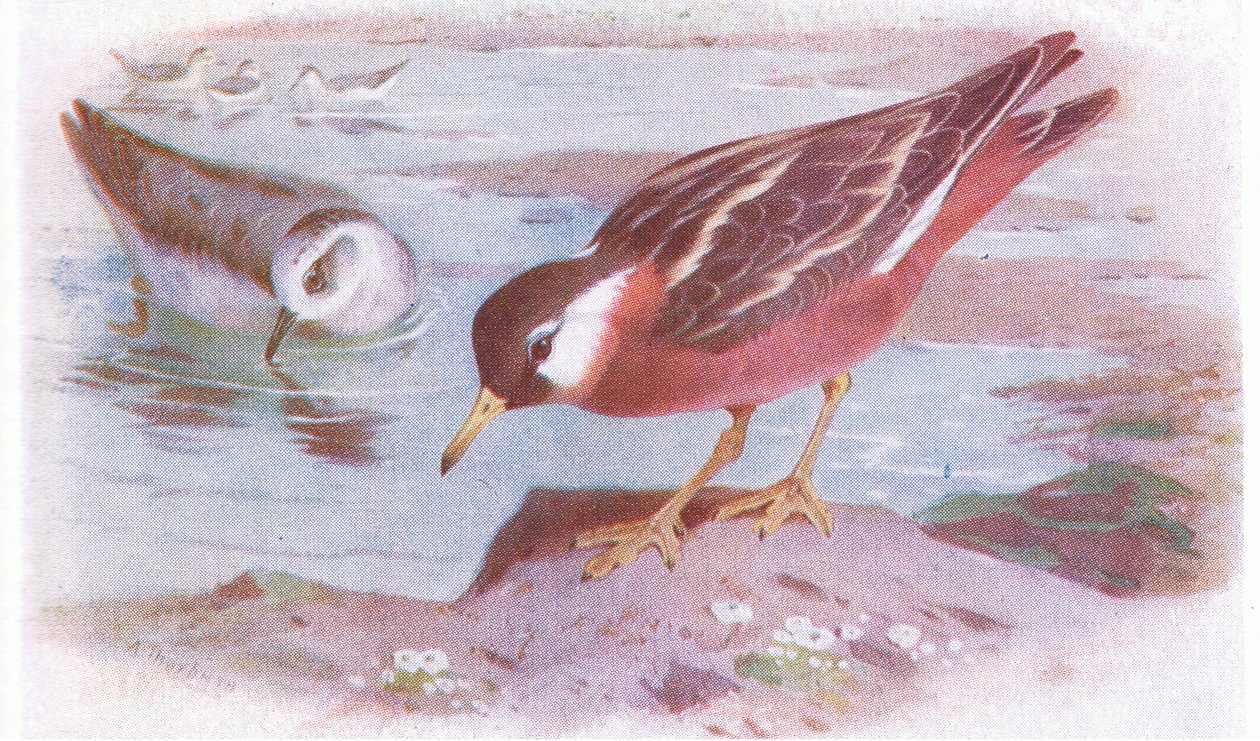 Gray Phalarope (léto a podzim), z Birds of the British Isles and Their Eggs vydané Frederick Warne & Co Ltd, 1958 od Archibald Thorburn