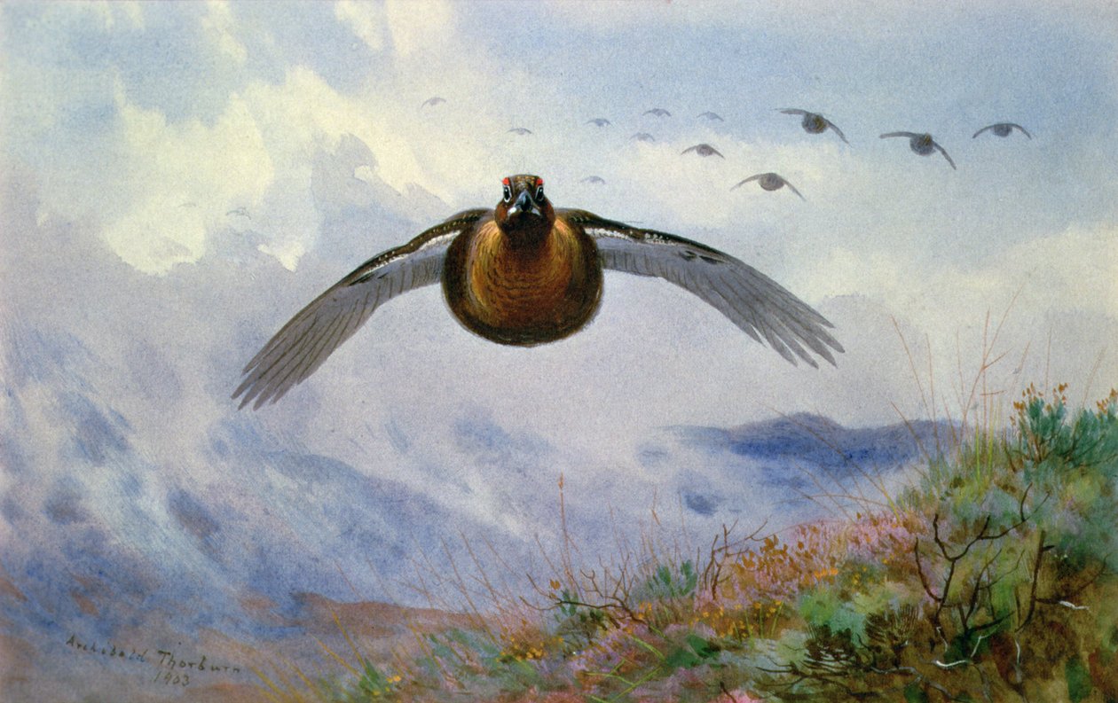 Tetřev v letu od Archibald Thorburn