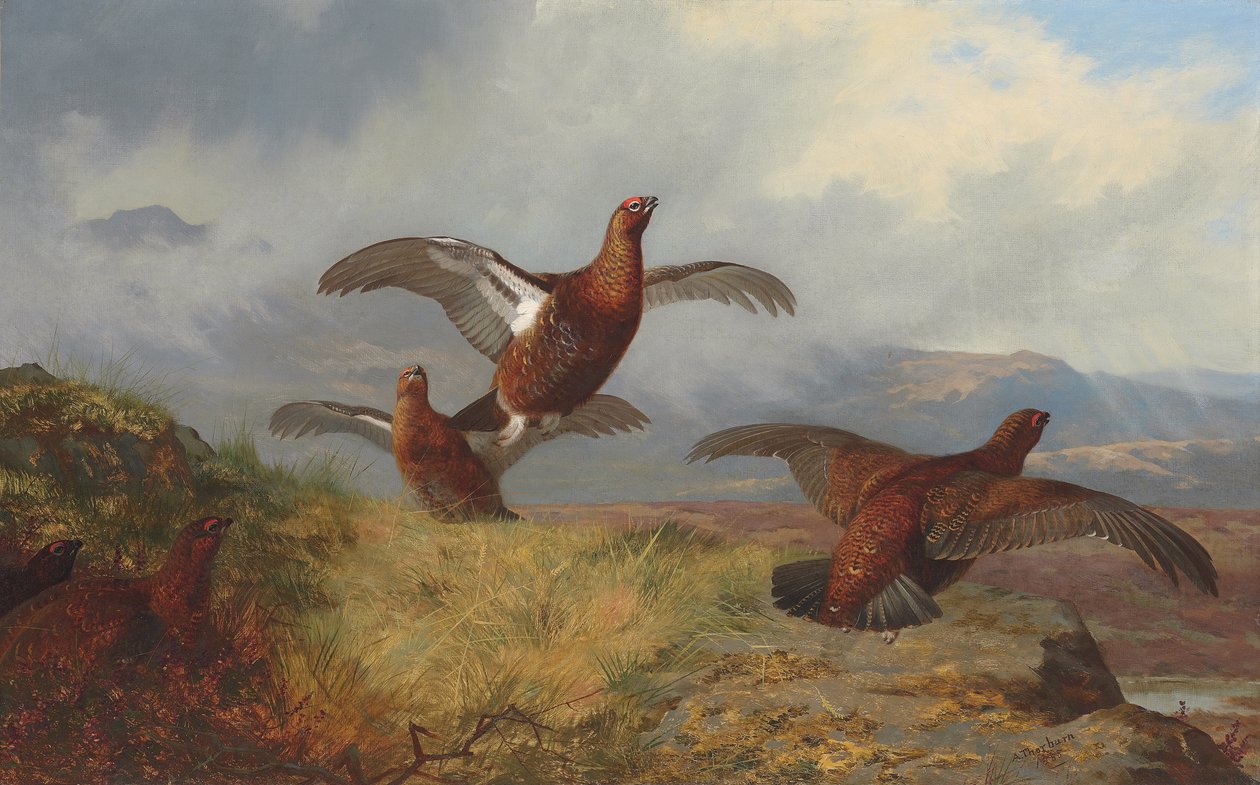 Tetřev v letu od Archibald Thorburn