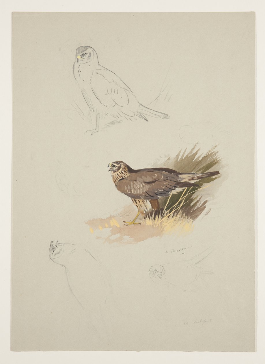 Harrier, cca 1915 (akvarel a tělová barva přes tužku na papíře) od Archibald Thorburn
