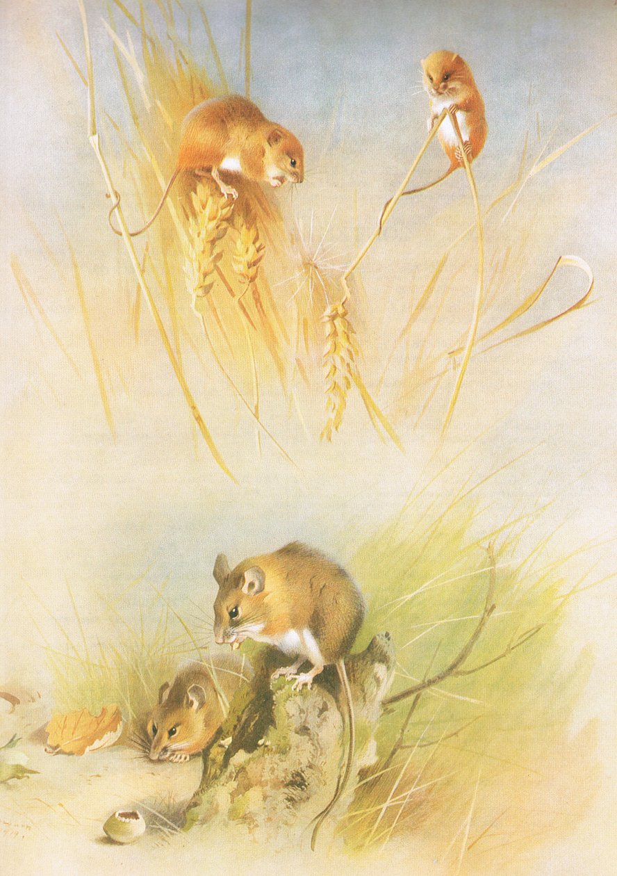 Harvest Mouse and Wood Mouse, od Thorburns Mammals vydané Longmans and Co, c. 1920 od Archibald Thorburn