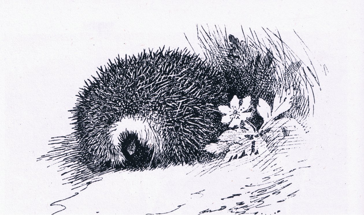 Hedgehog, Nature in Britain vydal Collins, 1946 od Archibald Thorburn