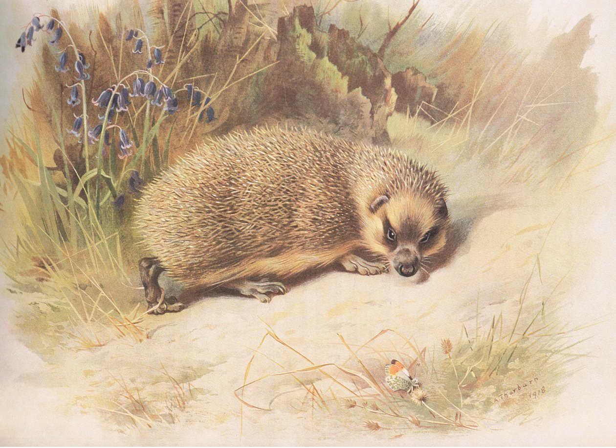 Hedgehog, z Thorburns Mammals vydané Longmans and Co, c. 1920 od Archibald Thorburn