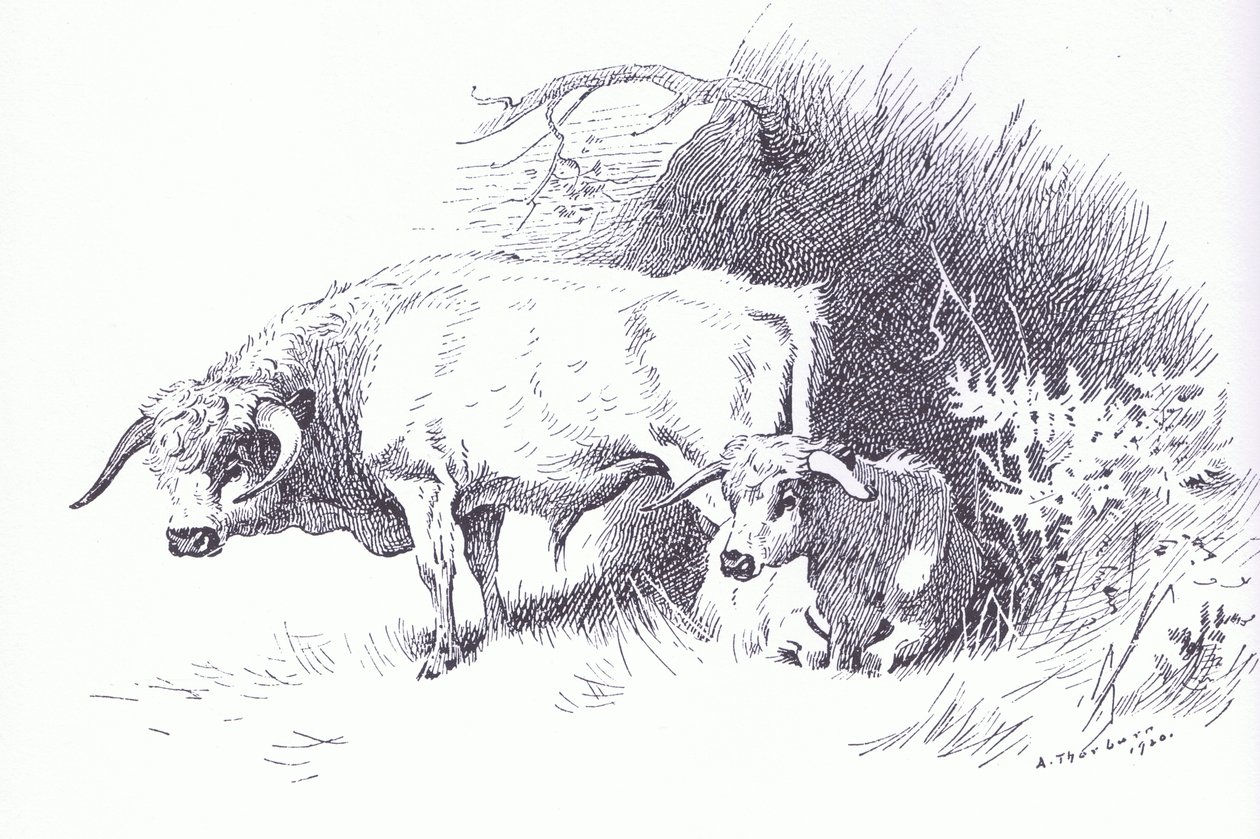 Highland Cattle, hospoda. od Book Club Associates od Archibald Thorburn