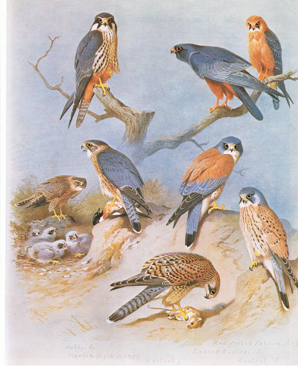 Hobby, Merlin, Red Footed Falcon, Lesser Poštolka a Poštolka, hospoda. od Book Club Associates, 1972 od Archibald Thorburn