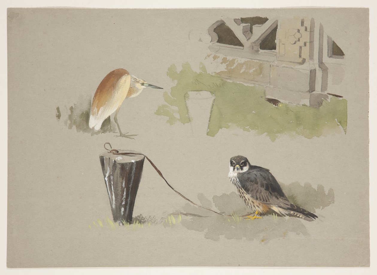 Hobby samec uvázaný a volavka čtverhranná, kolem roku 1915 (akvarel a tělová barva přes tužku na papíře) od Archibald Thorburn
