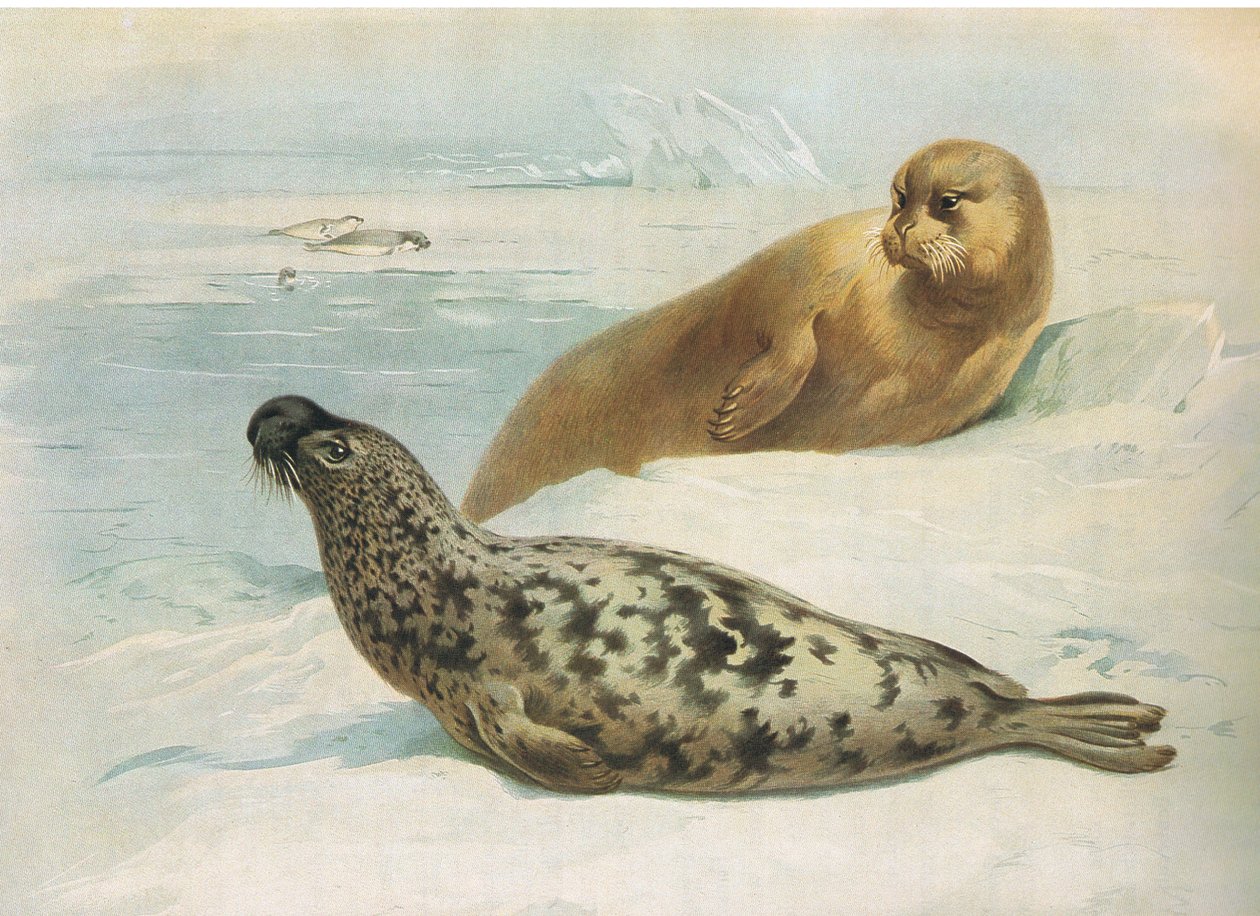 Hooded Seal a Bearded Seal, od Thorburns Mammals vydané Longmans and Co, c. 1920 od Archibald Thorburn
