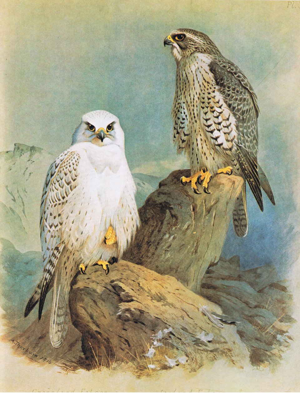 Island Falcon a Greenland Falcon, hospoda. od Book Club Associates, 1972 od Archibald Thorburn