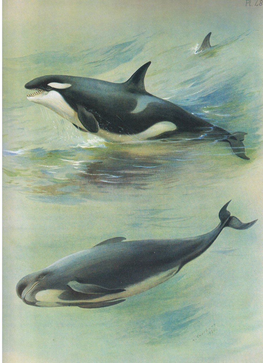 Killer Pilot Whale, od Thorburns Mammals vydané Longmans and Co, c. 1920 od Archibald Thorburn