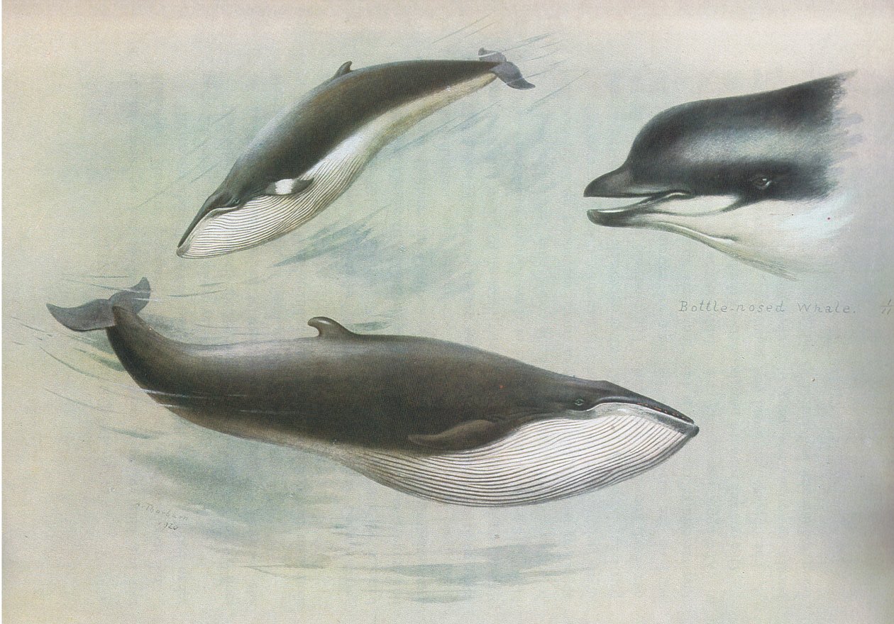 Lesser Rorqual a Rudolphs Rorqual, z Thorburns Mammals vydané Longmans and Co, c. 1920 od Archibald Thorburn