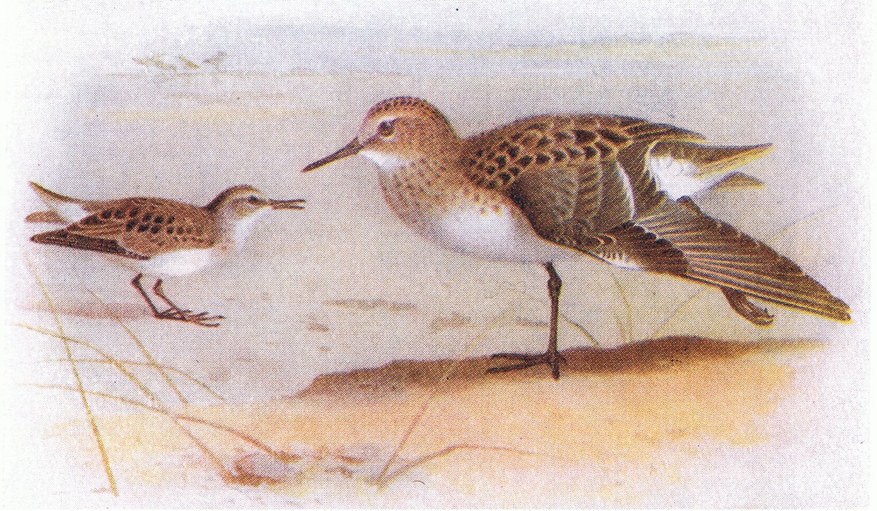 Little Stint, od Birds of the British Isles and Their Eggs vydané Frederick Warne & Co Ltd, 1958 od Archibald Thorburn