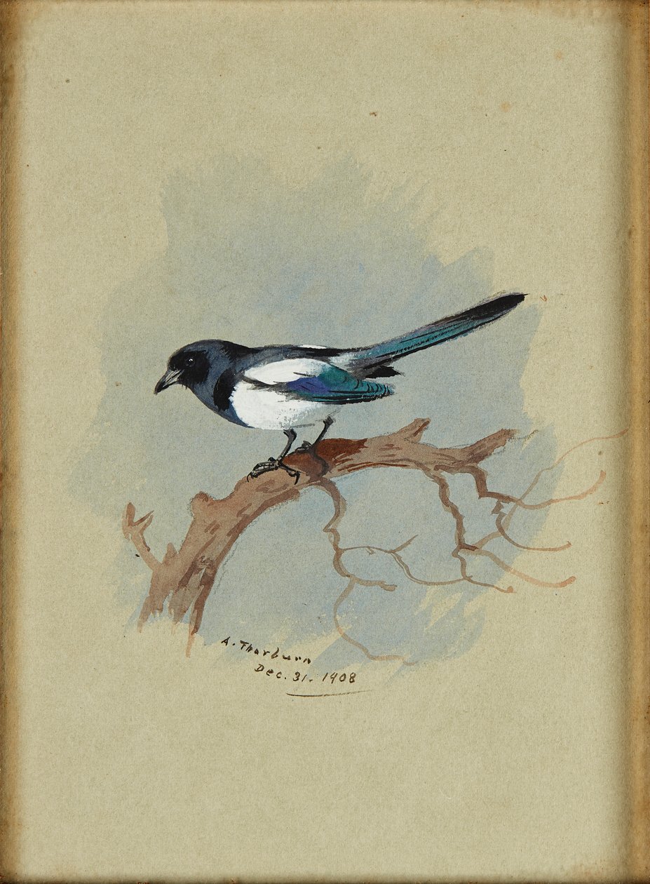 Straka na větvi (akvarel a inkoust) od Archibald Thorburn