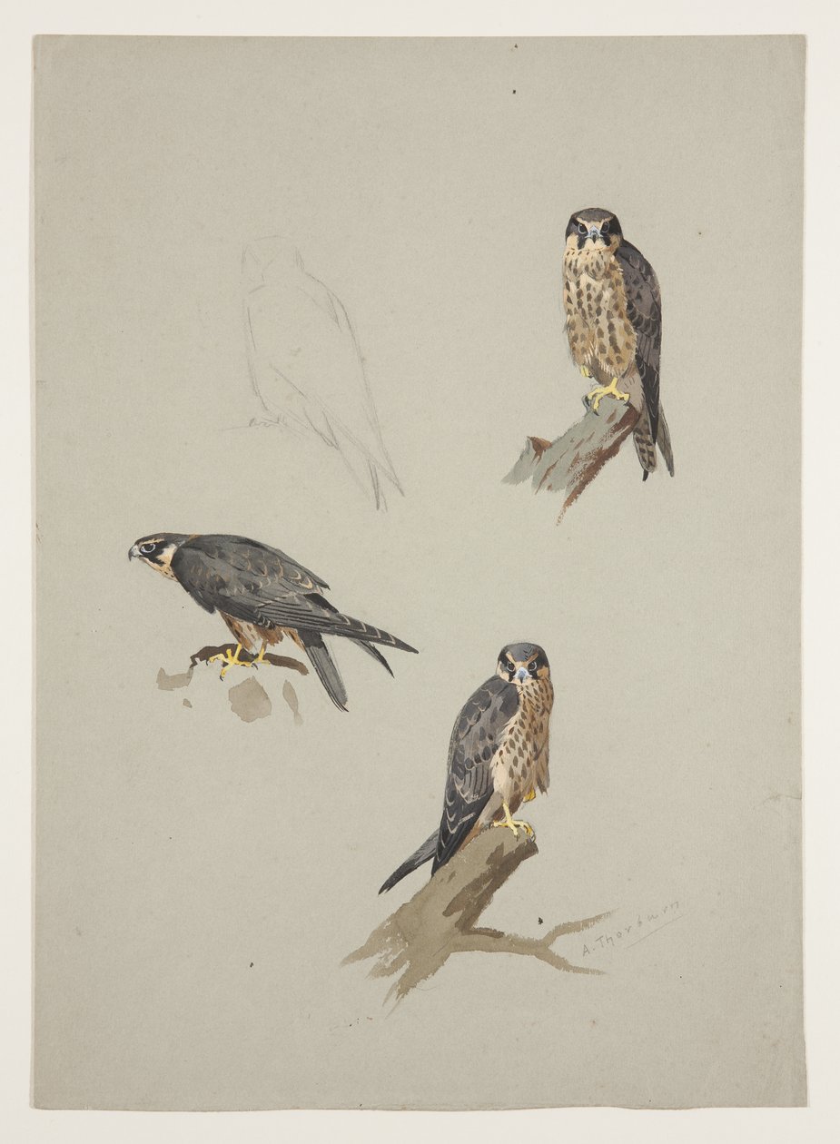 Muž Merlin, kolem roku 1915 (akvarel a tělová barva přes tužku na papíře) od Archibald Thorburn